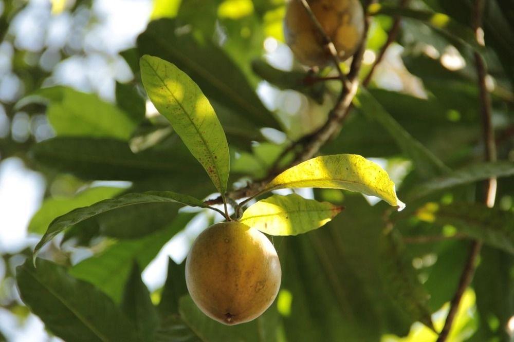 Plantation Villa Kalutara Eksteriør billede
