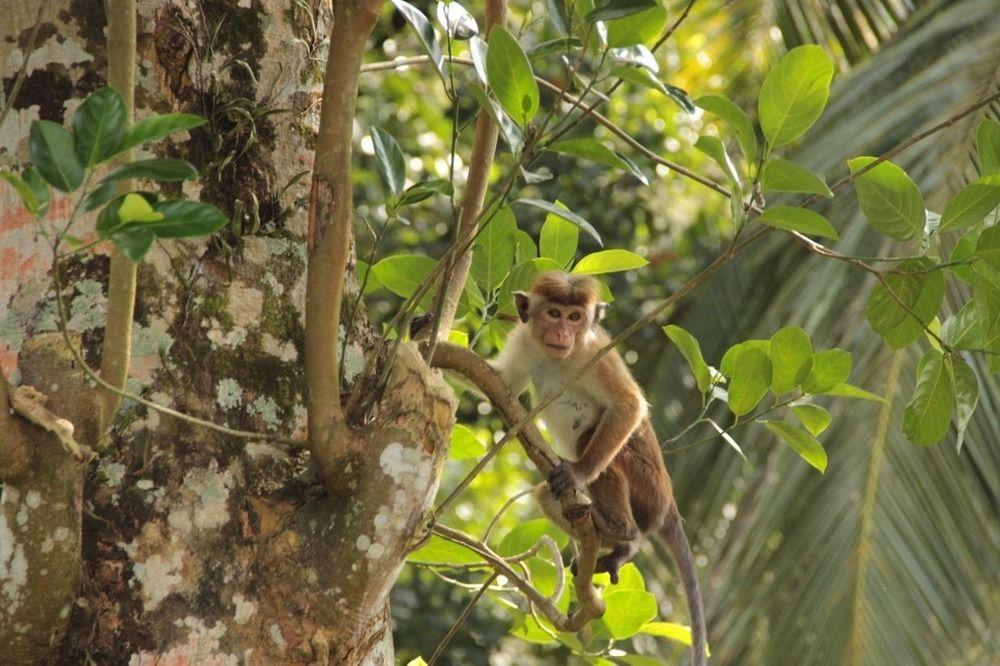 Plantation Villa Kalutara Eksteriør billede