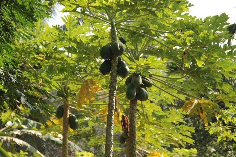 Plantation Villa Kalutara Eksteriør billede