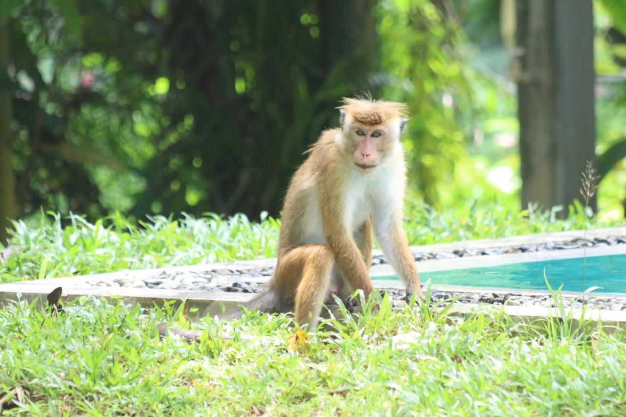 Plantation Villa Kalutara Eksteriør billede