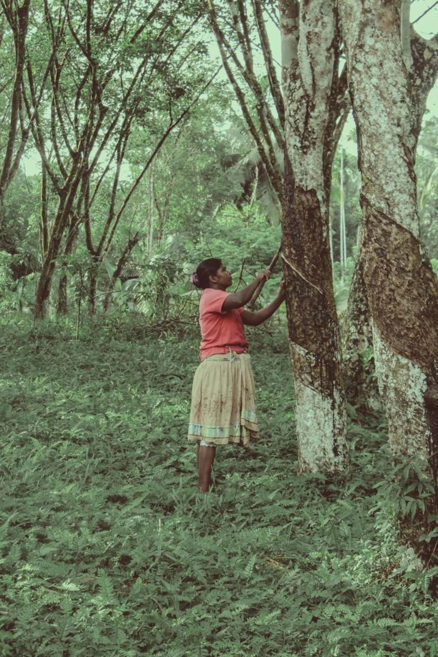 Plantation Villa Kalutara Eksteriør billede